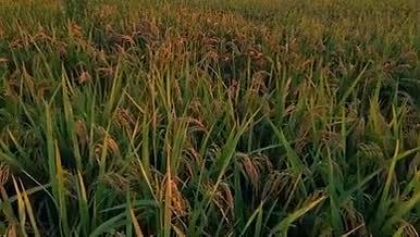 成百上千亩的种植水稻大米粮食绿色植物航拍视频的预览图